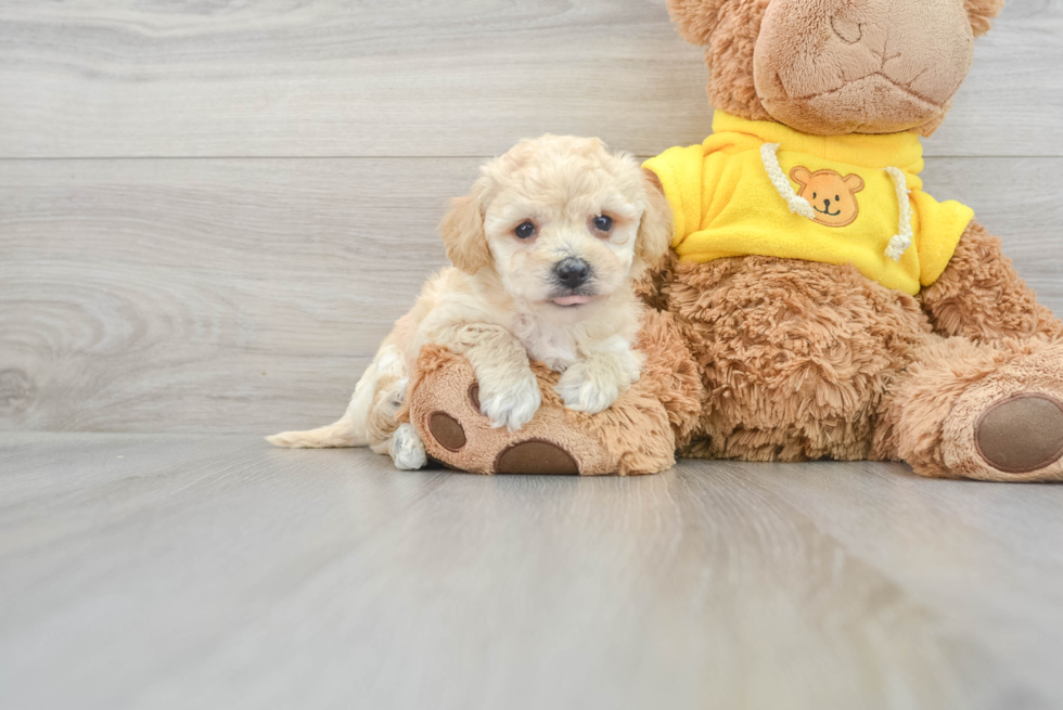 Playful Bichpoo Poodle Mix Puppy