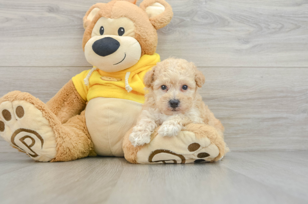 5 week old Poochon Puppy For Sale - Premier Pups