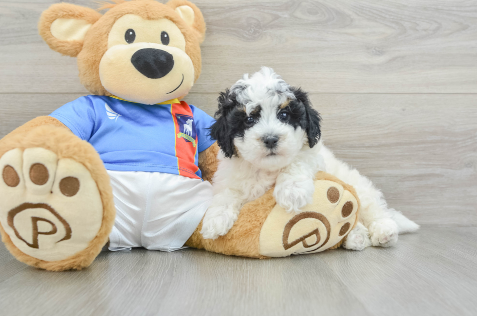 5 week old Poochon Puppy For Sale - Premier Pups