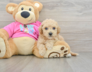 6 week old Poochon Puppy For Sale - Premier Pups
