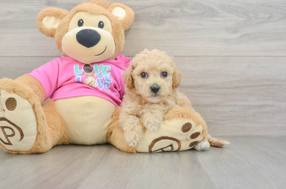 6 week old Poochon Puppy For Sale - Premier Pups