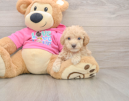 6 week old Poochon Puppy For Sale - Premier Pups