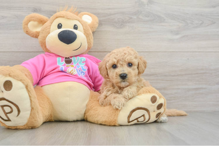 Sweet Poochon Baby