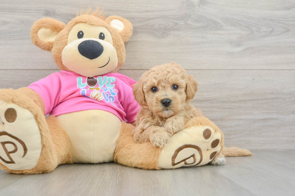 5 week old Poochon Puppy For Sale - Premier Pups