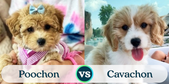 Poochon vs Cavachon Comparison