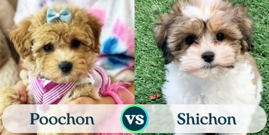 Poochon vs Shichon Comparison