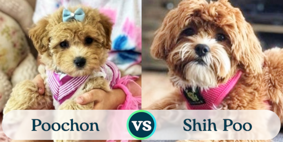 Poochon vs Shih Poo Comparison