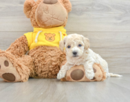 7 week old Poochon Puppy For Sale - Premier Pups