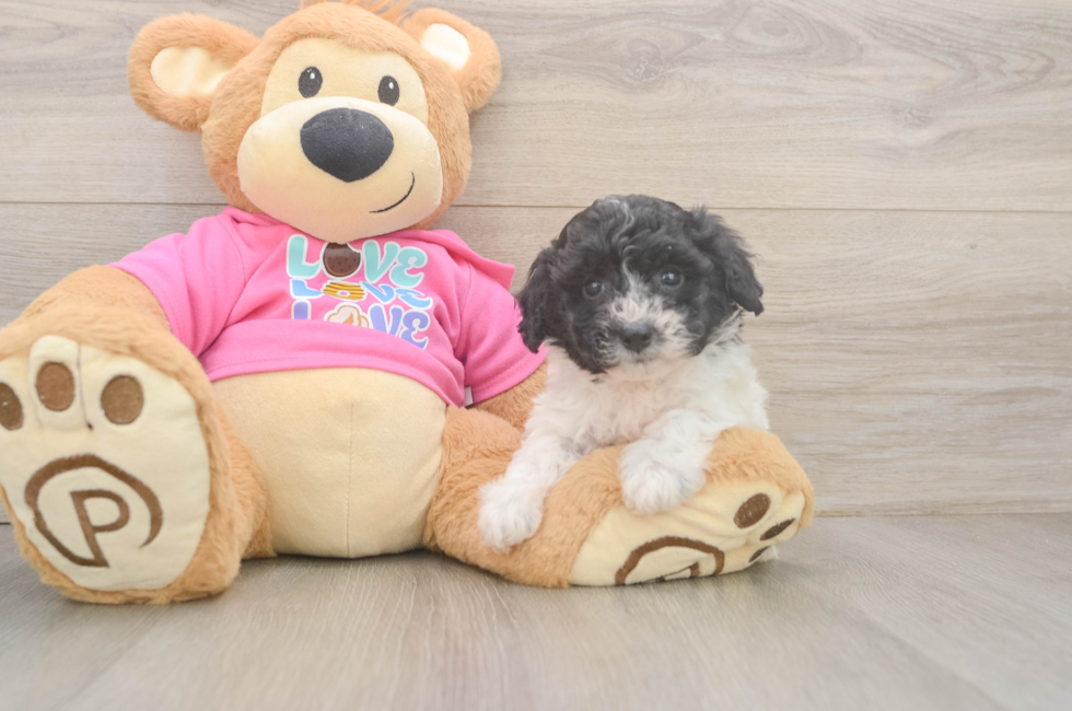 5 week old Poochon Puppy For Sale - Premier Pups