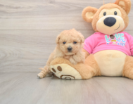 7 week old Poochon Puppy For Sale - Premier Pups