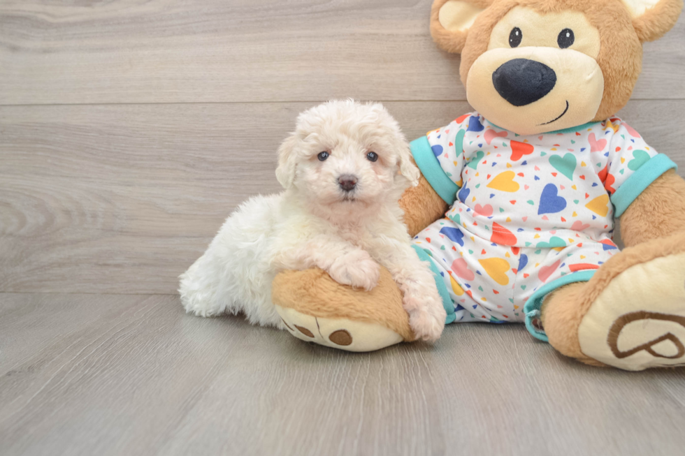 Poochon Pup Being Cute