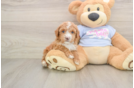 Friendly Poochon Baby