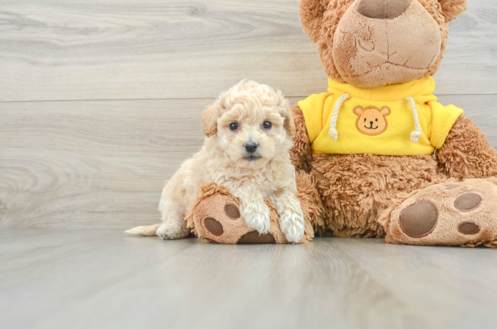 7 week old Poochon Puppy For Sale - Premier Pups