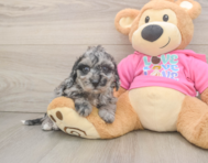 7 week old Poochon Puppy For Sale - Premier Pups