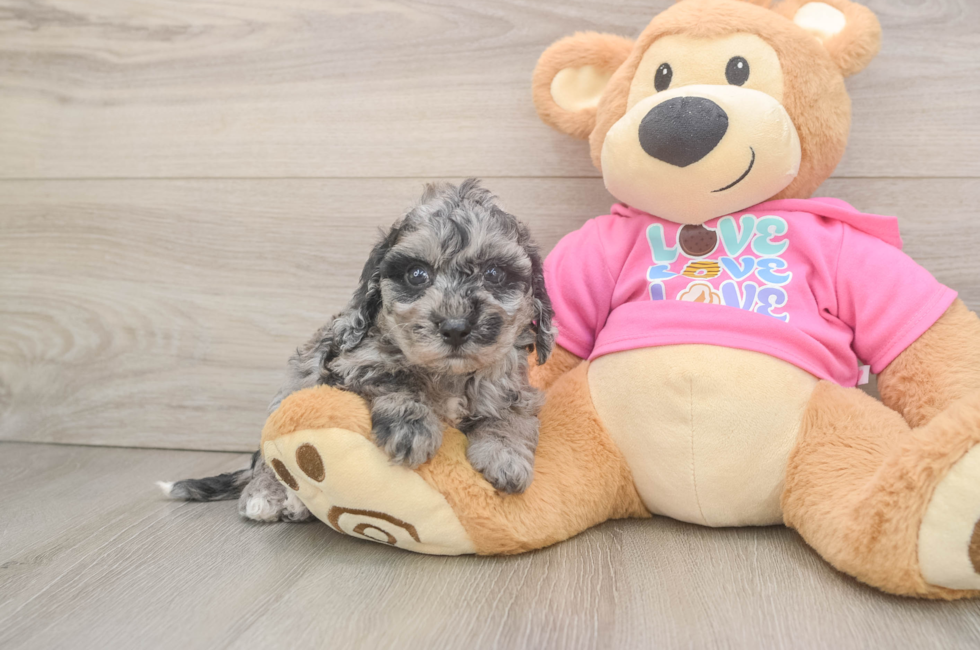 5 week old Poochon Puppy For Sale - Premier Pups