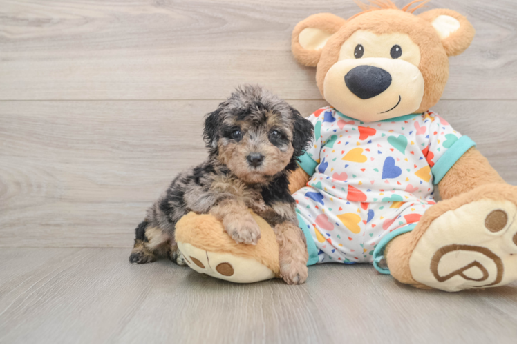 Poochon Pup Being Cute