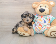 6 week old Poochon Puppy For Sale - Premier Pups