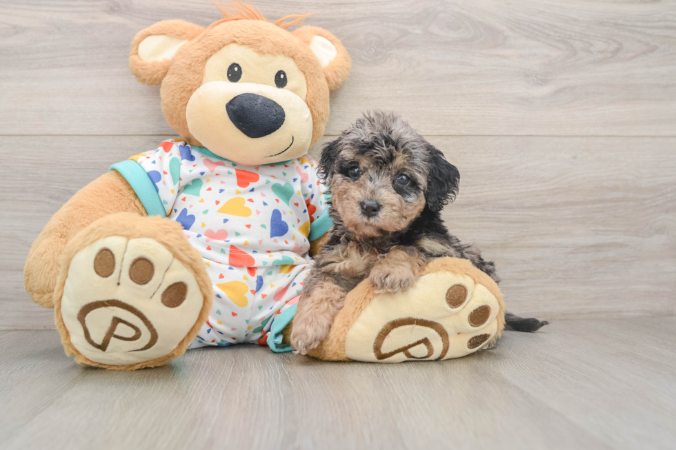 Poochon Puppy for Adoption