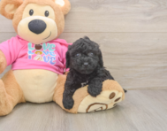 5 week old Poochon Puppy For Sale - Premier Pups