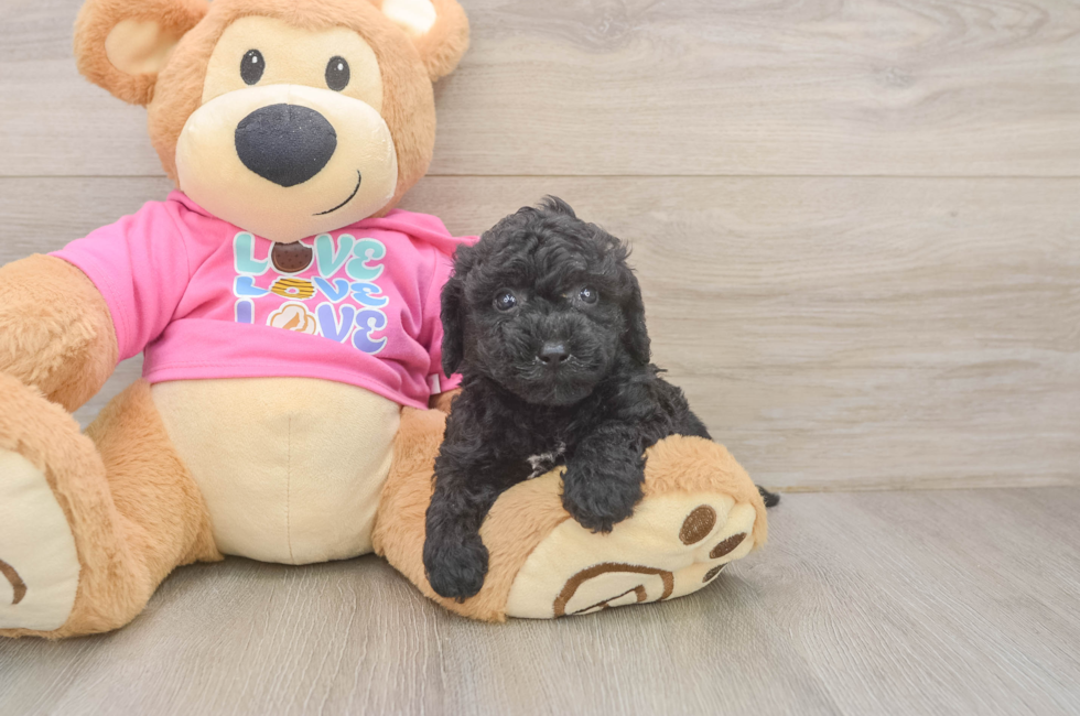 5 week old Poochon Puppy For Sale - Premier Pups