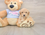 6 week old Poochon Puppy For Sale - Premier Pups