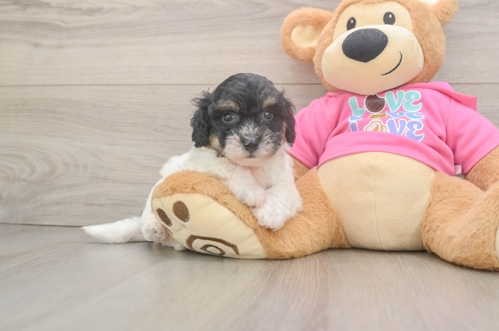 5 week old Poochon Puppy For Sale - Premier Pups