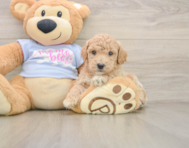 6 week old Poochon Puppy For Sale - Premier Pups