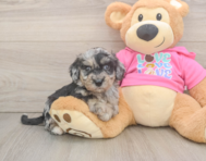6 week old Poochon Puppy For Sale - Premier Pups