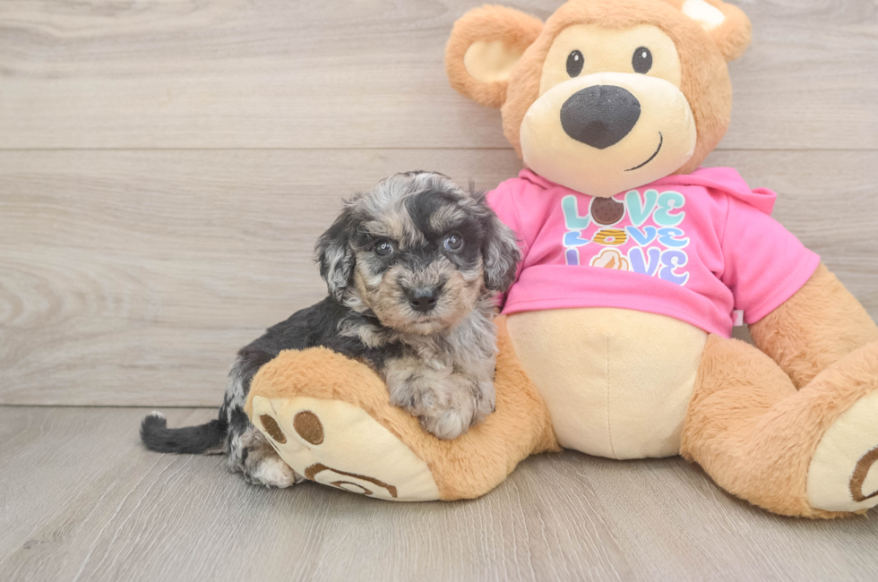 5 week old Poochon Puppy For Sale - Premier Pups