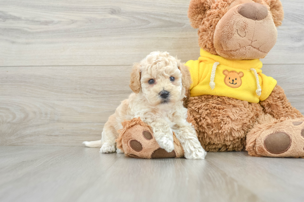 6 week old Poochon Puppy For Sale - Premier Pups