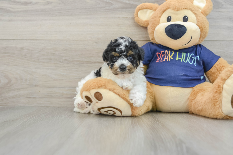 6 week old Poochon Puppy For Sale - Premier Pups