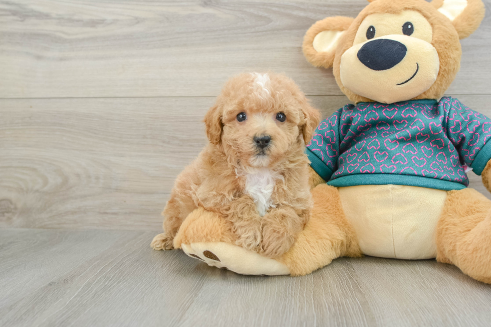 Poochon Pup Being Cute