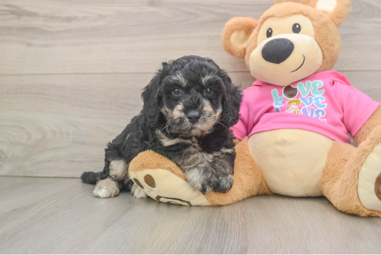 Energetic Bichpoo Poodle Mix Puppy