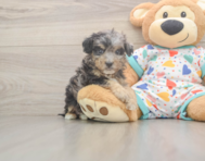 7 week old Poochon Puppy For Sale - Premier Pups