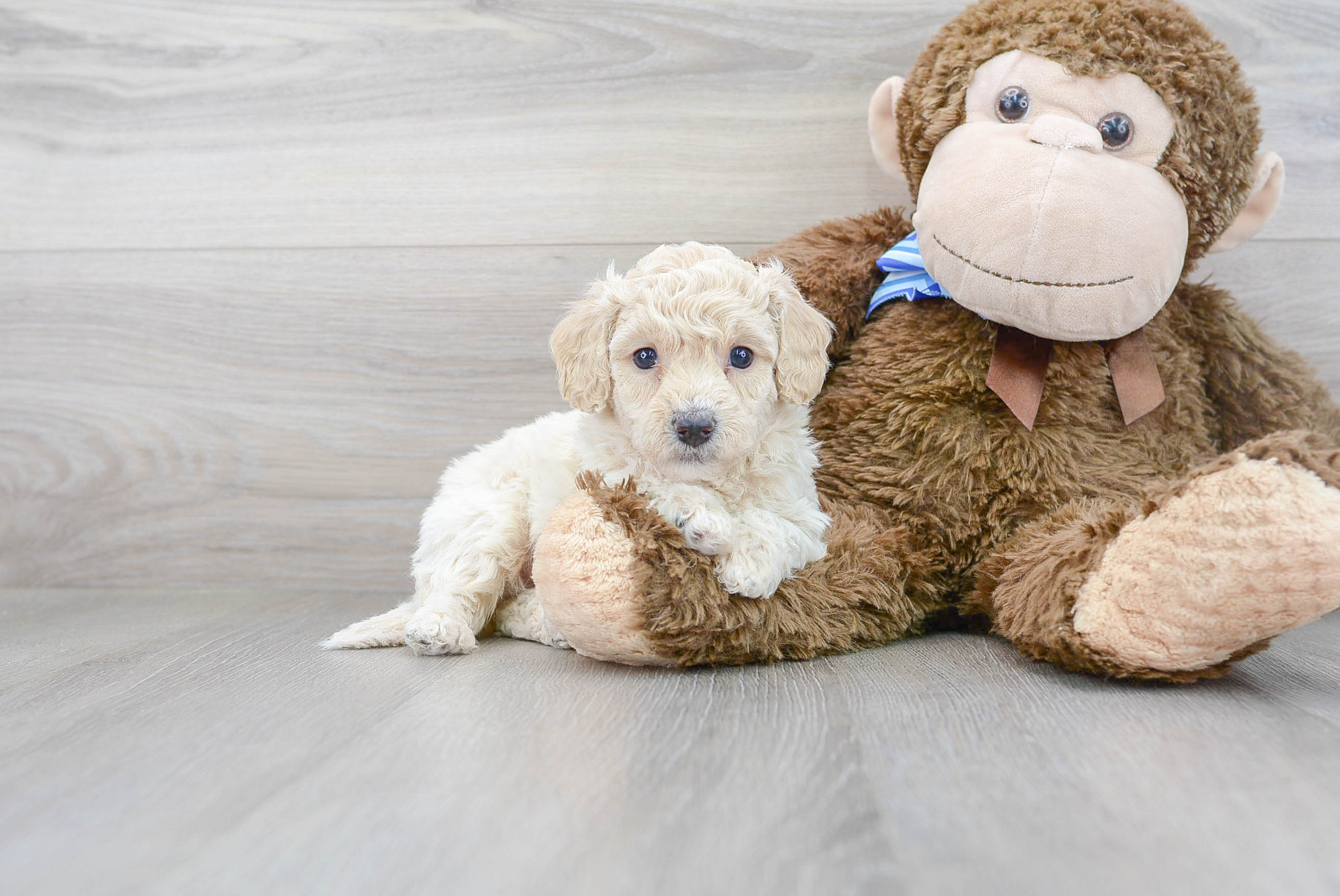 Small Poochon Baby