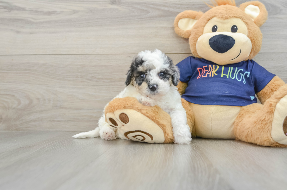 6 week old Poochon Puppy For Sale - Premier Pups