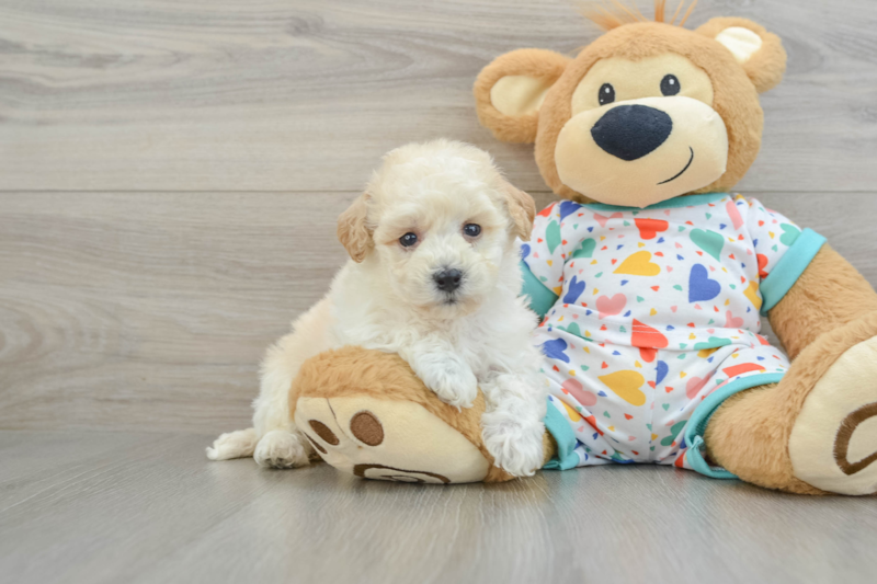 Meet Zeina - our Poochon Puppy Photo 1/3 - Premier Pups