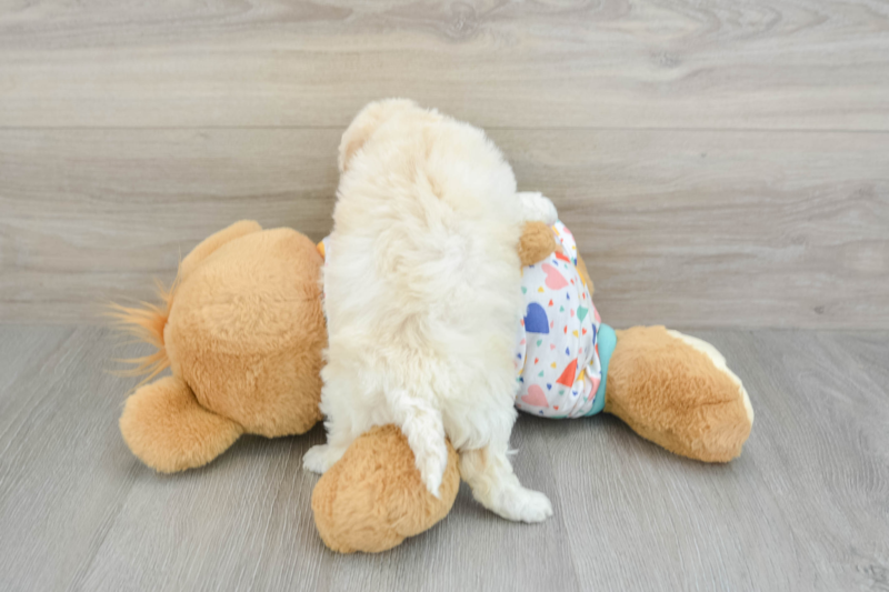 Meet Zeina - our Poochon Puppy Photo 2/3 - Premier Pups