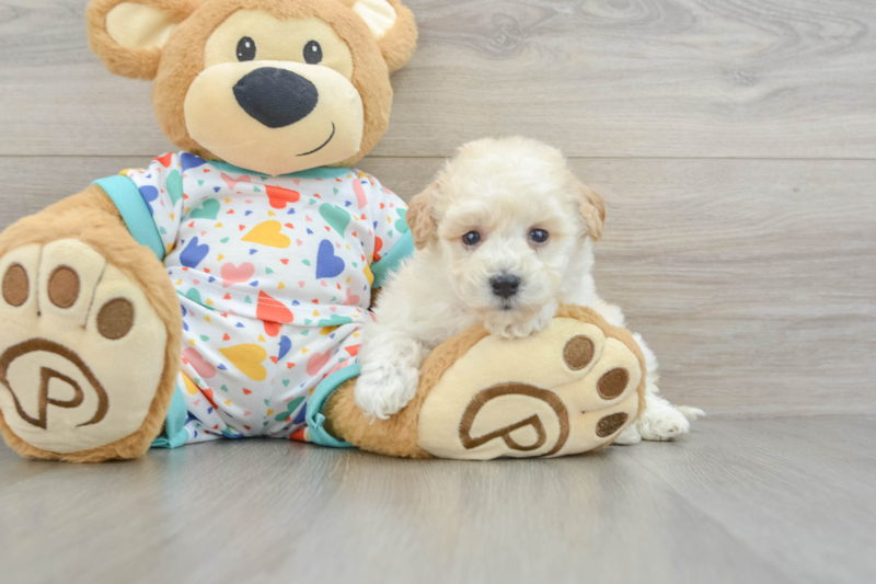 Meet Zeina - our Poochon Puppy Photo 3/3 - Premier Pups