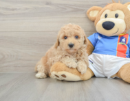 7 week old Poochon Puppy For Sale - Premier Pups