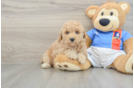 Smart Poochon Poodle Mix Pup
