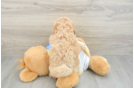 Best Poochon Baby