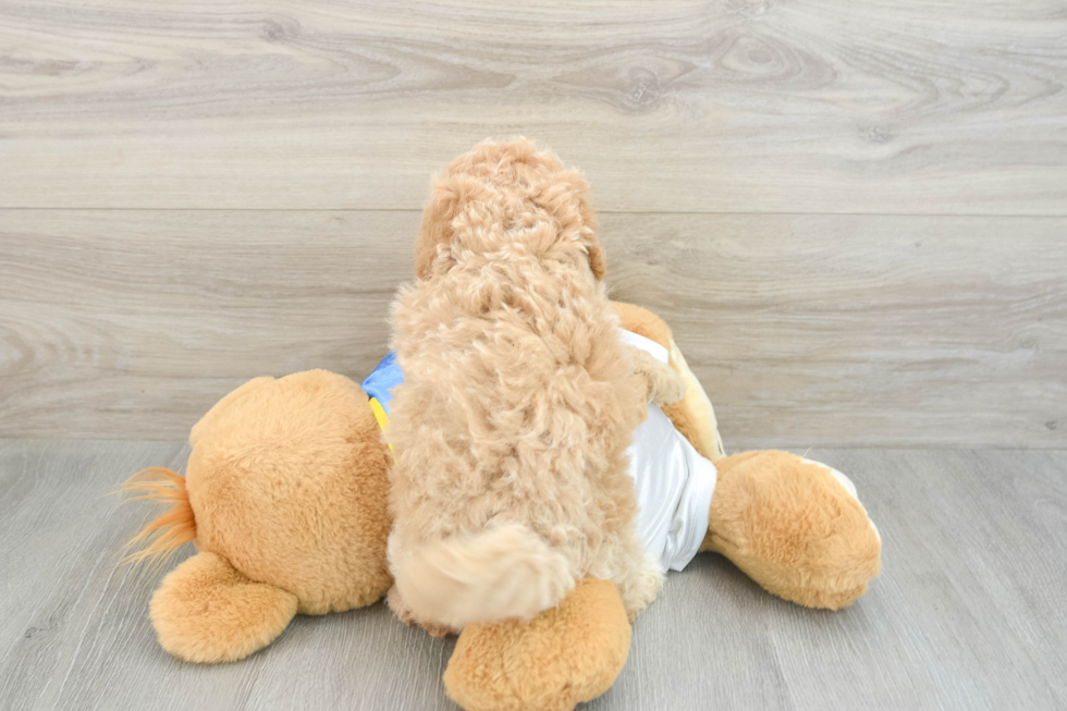 Best Poochon Baby