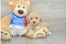 Poochon Pup Being Cute