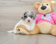 7 week old Poochon Puppy For Sale - Premier Pups