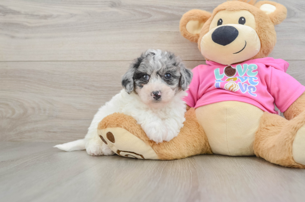 6 week old Poochon Puppy For Sale - Premier Pups