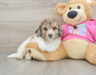 7 week old Poochon Puppy For Sale - Premier Pups