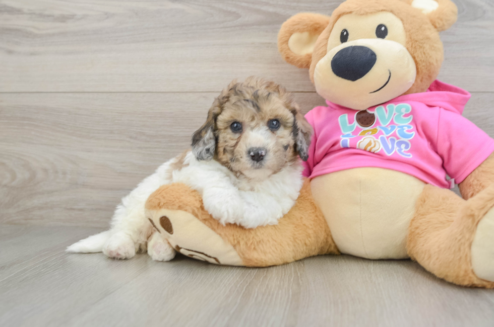 6 week old Poochon Puppy For Sale - Premier Pups