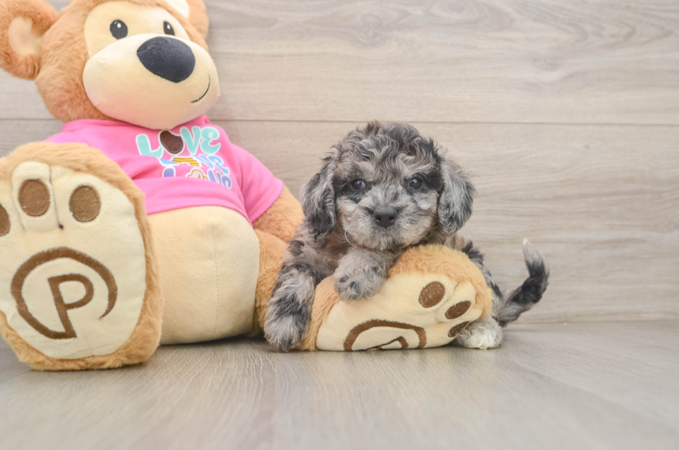 6 week old Poochon Puppy For Sale - Premier Pups