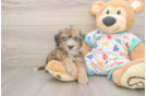 Popular Poochon Poodle Mix Pup